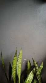 High angle view of leaves floating on water