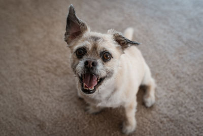 High angle portrait of small dog