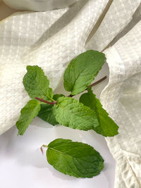 High angle view of leaves in plate on table