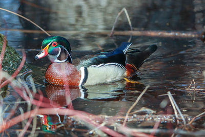 Wood duck swimming in lake