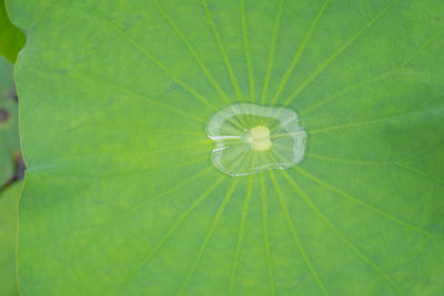 Full frame shot of leaf