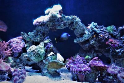 Biodiversity of a coral reef in sea
