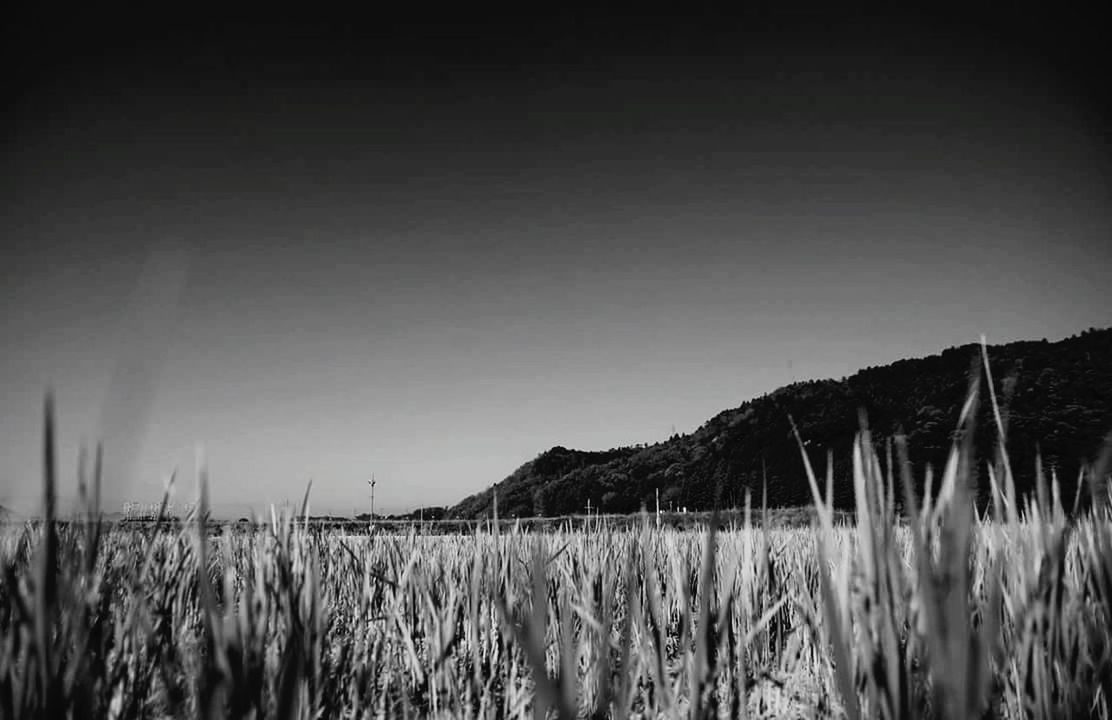 PLANTS GROWING ON FIELD AGAINST CLEAR SKY