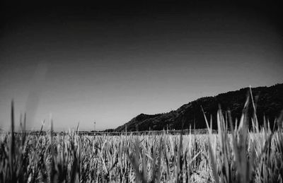 Grass on field against clear sky