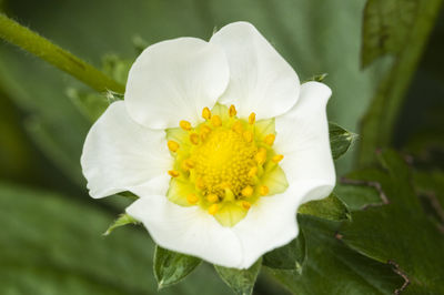 Close-up of white flower blooming outdoors