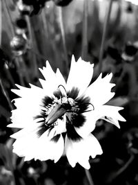 Close-up of white flowering plant