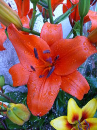 Close-up of wet flower