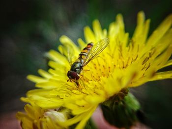 Close-up of bee on yellow flower