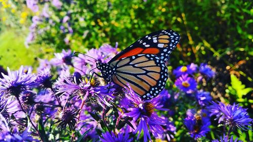 Close-up of butterfly pollinating flower