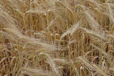 Full frame shot of wheat field