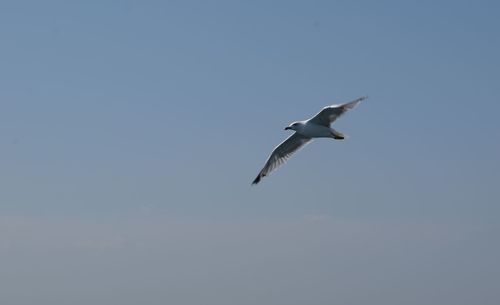 Low angle view of bird flying against clear sky