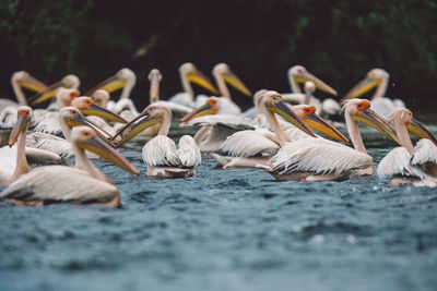 Flock of birds in lake