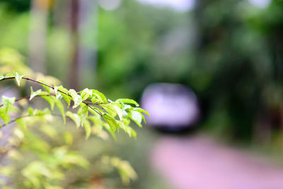 Close-up of fresh green leaves