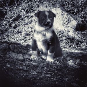 Portrait of dog sitting outdoors