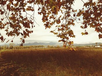 Trees on field against sky during autumn