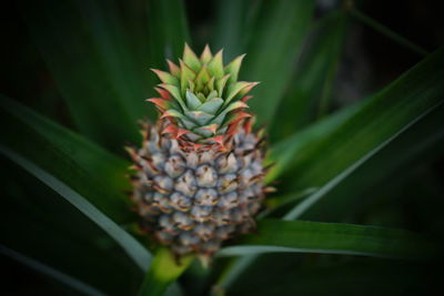 Close-up of pineapple