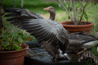 Side view of a bird in the water