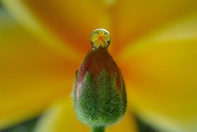 Close-up of honey bee on yellow flower