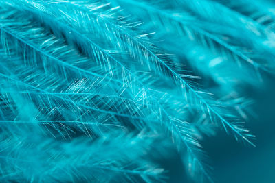 Full frame shot of feather