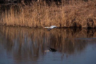 Bird flying over lake