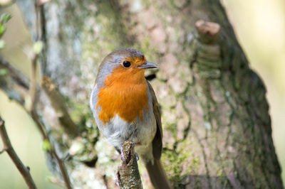 Close-up of bird perching outdoors