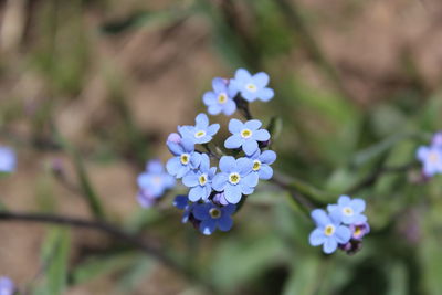 Close-up of purple flowers blooming outdoors