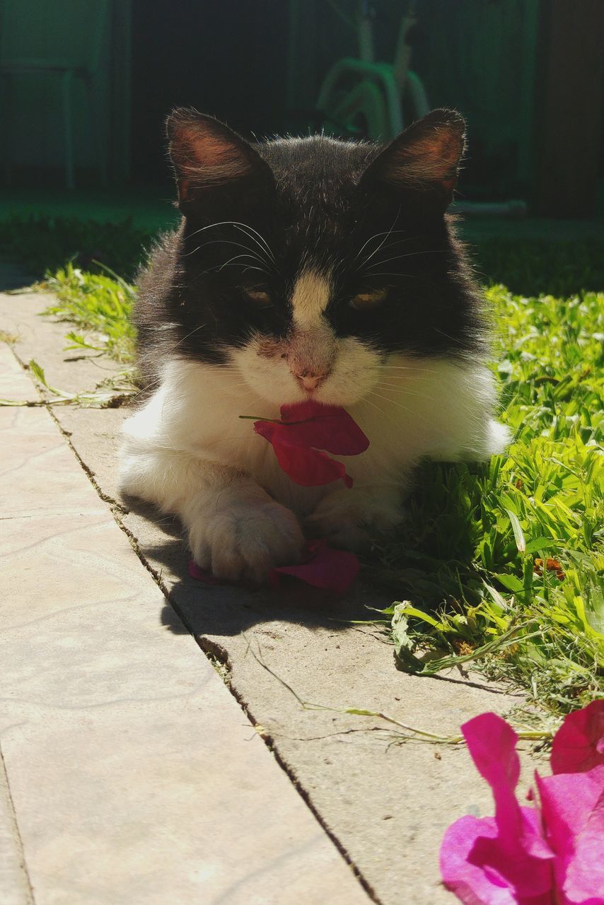 animal themes, one animal, domestic animals, pets, mammal, domestic cat, cat, dog, feline, plant, relaxation, sunlight, no people, day, outdoors, sitting, front or back yard, shadow, full length, lying down