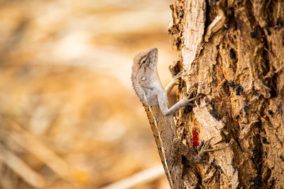 Close-up of lizard on tree trunk