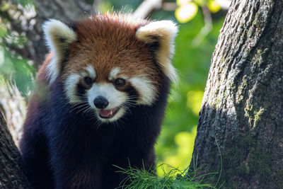 Close-up of an animal