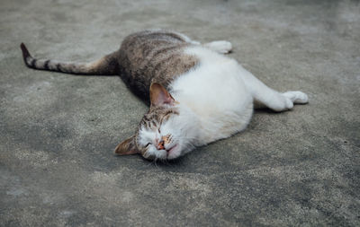 High angle view of cat sleeping