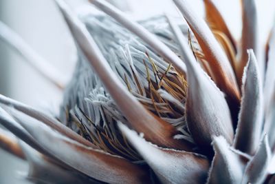 Close-up of dried plant in basket