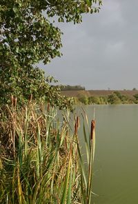 Close-up of plant against lake