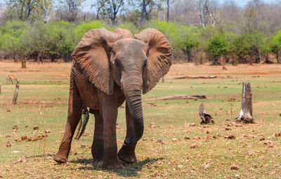 View of wild african elephant on land