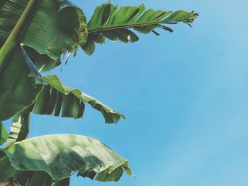 Low angle view of tree against clear sky