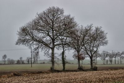 Bare tree on field against sky