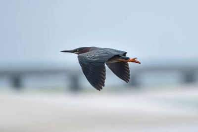 Close-up of bird flying against clear sky