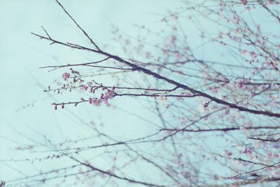 Low angle view of pink flowers on tree