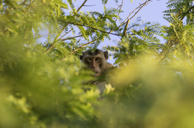 Low angle view of animal on tree