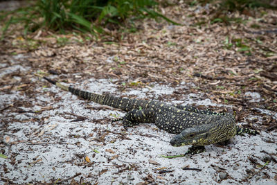 Close-up of lizard on rock