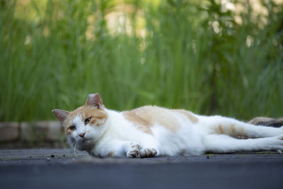 View of a cat resting