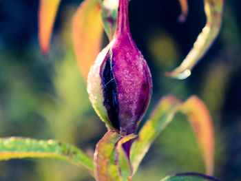 Close-up of purple flowering plant