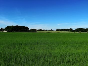 Scenic view of agricultural field against blue sky