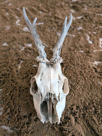 bone
