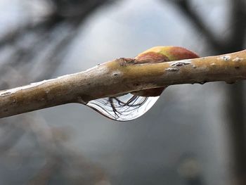 Low angle view of fruit on tree
