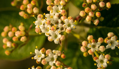 Close-up of flowering plant