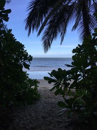 Palm trees on beach against sky
