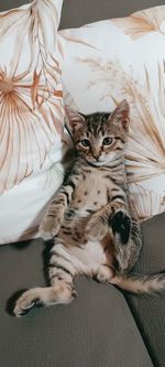 animal