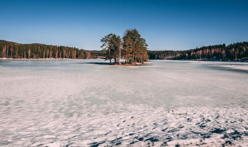 Trees on snow covered land against sky