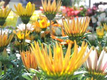 Close-up of yellow flowering plant