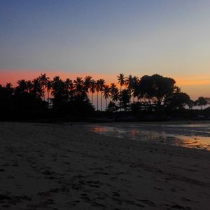 Silhouette trees on beach against sky during sunset